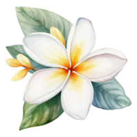 Plumeria Flower Isolated Detailed Watercolor Hand Drawn Painting Illustration png
