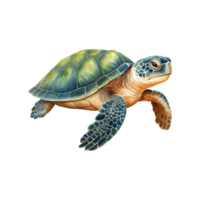 tartaruga isolado detalhado aguarela mão desenhado pintura ilustração png