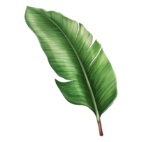 Banana Leaf Isolated Detailed Watercolor Hand Drawn Painting Illustration png