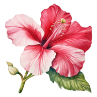 Hibiscus Flower Isolated Detailed Watercolor Hand Drawn Painting Illustration png