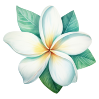 plumeria fleur isolé détaillé aquarelle main tiré La peinture illustration png