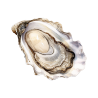 oester geïsoleerd gedetailleerd waterverf hand- getrokken schilderij illustratie png