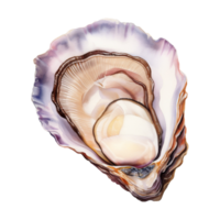 oester geïsoleerd gedetailleerd waterverf hand- getrokken schilderij illustratie png