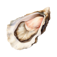 oester geïsoleerd gedetailleerd waterverf hand- getrokken schilderij illustratie png