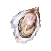 oester geïsoleerd gedetailleerd waterverf hand- getrokken schilderij illustratie png