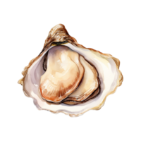 Oyster Isolated Detailed Watercolor Hand Drawn Painting Illustration png