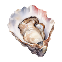 oester geïsoleerd gedetailleerd waterverf hand- getrokken schilderij illustratie png