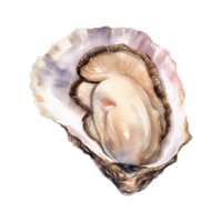 oester geïsoleerd gedetailleerd waterverf hand- getrokken schilderij illustratie png