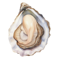 oester geïsoleerd gedetailleerd waterverf hand- getrokken schilderij illustratie png