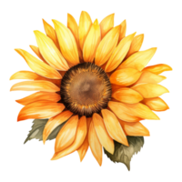 Sonnenblume isoliert detailliert Aquarell Hand gezeichnet Gemälde Illustration png