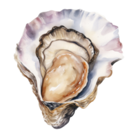 oester geïsoleerd gedetailleerd waterverf hand- getrokken schilderij illustratie png