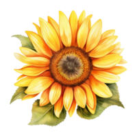 Sunflower Isolated Detailed Watercolor Hand Drawn Painting Illustration png