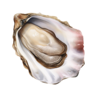 oester geïsoleerd gedetailleerd waterverf hand- getrokken schilderij illustratie png