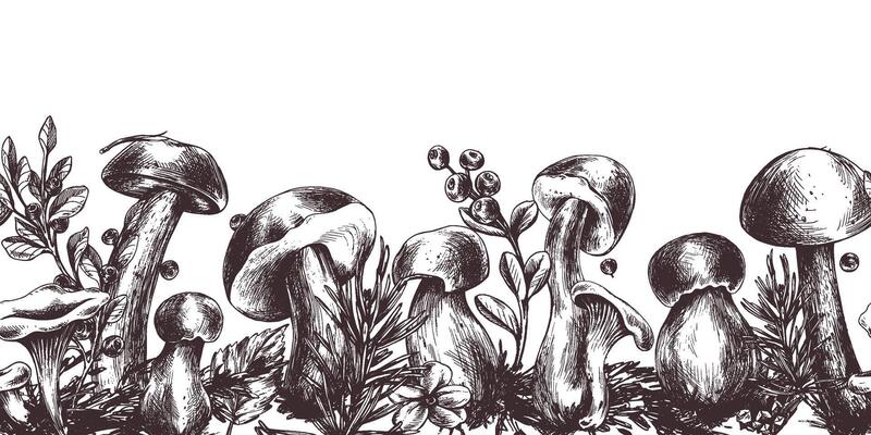 Edible forest mushrooms, boletus, chanterelles with blueberries and lingonberries, leaves, fir and cones. Graphic illustration, hand drawn with brown ink, line art. Seamless border, pattern