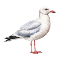 mouette isolé détaillé aquarelle main tiré La peinture illustration png