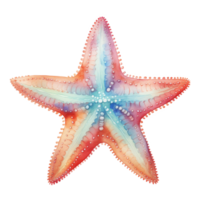 Starfish Isolated Detailed Watercolor Hand Drawn Painting Illustration png