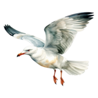 Seagull Isolated Detailed Watercolor Hand Drawn Painting Illustration png