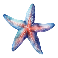 Starfish Isolated Detailed Watercolor Hand Drawn Painting Illustration png