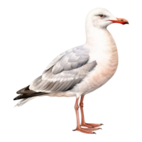 Gaviota aislado detallado acuarela mano dibujado pintura ilustración png