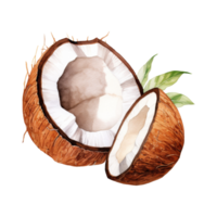 coconut Isolated Detailed Watercolor Hand Drawn Painting Illustration png