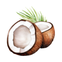 coconut Isolated Detailed Watercolor Hand Drawn Painting Illustration png