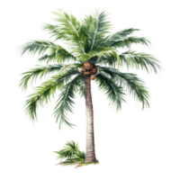 Palm tree Isolated Detailed Watercolor Hand Drawn Painting Illustration png