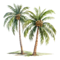 palm boom geïsoleerd gedetailleerd waterverf hand- getrokken schilderij illustratie png