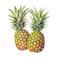 ananas geïsoleerd gedetailleerd waterverf hand- getrokken schilderij illustratie png