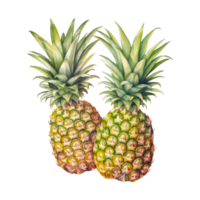 Ananas isoliert detailliert Aquarell Hand gezeichnet Gemälde Illustration png