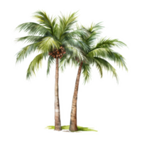 palm boom geïsoleerd gedetailleerd waterverf hand- getrokken schilderij illustratie png