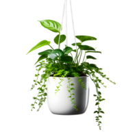 plante pendaison blanc pot isolé sur blanc transparent Contexte png