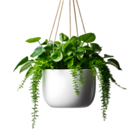 Plant hanging white pot isolated on White transparent background png