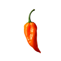 caliente chile pimientos aislado en blanco transparente antecedentes png