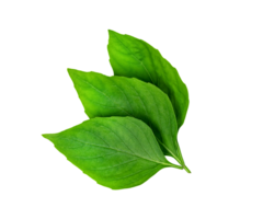 feuille Frais basilic isolé, vert feuilles modèle png