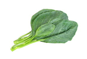Chinese kale isolated. Green leaves of collards pattern png
