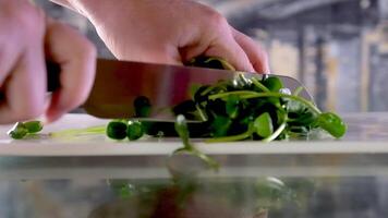 skärande Hem vuxen solros microgreen groddar, mikro grönt skörd skära solros mikrogrönsaker video