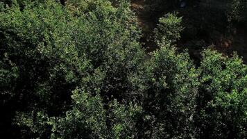 máquina limpieza arriba árbol trompa, deforestación video