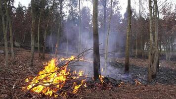 brand i de skog video