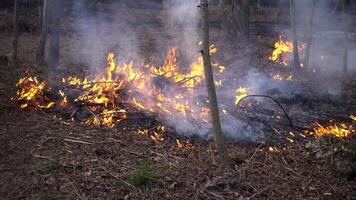fogo dentro a floresta video