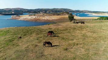 caballos en naturaleza video