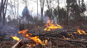 fogo dentro a floresta video