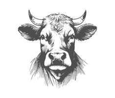 Face of Cow hand drawn Sketch on white background vector