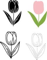 Tulip flower illustration vector