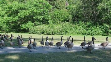 Group of Geese gather in a city park near a pond video