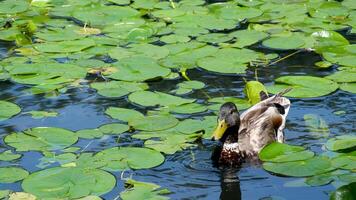 A wild mother duck with cute newborn ducklings video