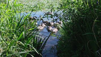 An adult young family of Canada goose bathes in the summer video