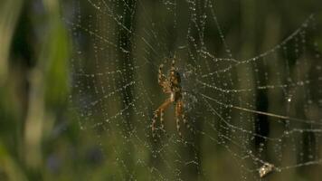 An insect that hangs on a web. Creativity. A macro shot of a long spider web with a large spider hanging from it in the grass. video