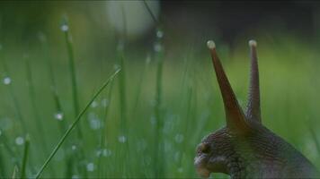 Large snail in grass with dew. Creative. Close-up of beautiful snail on background of green grass. Grape snail crawls in grass after rain video