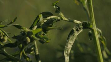 proche en haut de vert sauterelle sur une été champ plante. créatif. insecte dans mouvement dans une vert Prairie en dessous de chute pluie. video