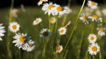 marguerites cette se prélasser dans le soleil.créatif. brillant petit fleurs avec blanc pétales cette grandir dans une champ avec herbe et atteindre pour le Soleil. video